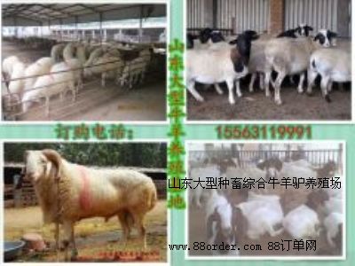 ɽ�|Сβ�����B(y��ng)ֳ����