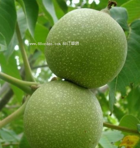 ���T�Ϻ��������r����-�ļ���ʳ�؂�|�������l(f��)6