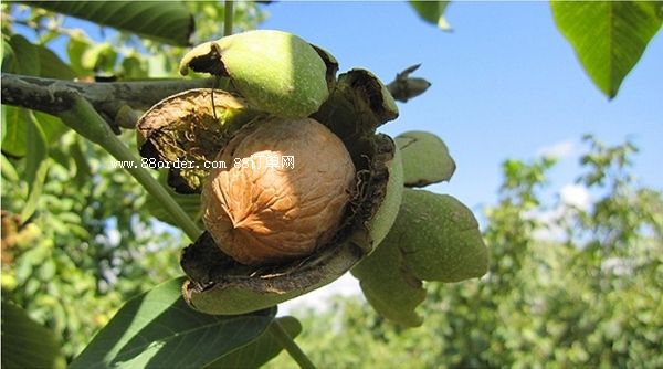 ���T�Ϻ���������(y��u)�|(zh��)�������\�ŵ̓r���l(f��)��|���������l(f��)