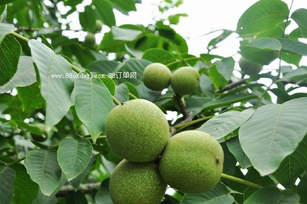 ���T�Ϻ����������ҷNֲ�ĭh(hu��n)���l��|���������l(f��)