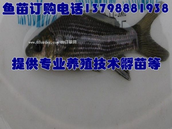 ���h/�~�繩��(y��ng)�r(ji��)��/�r���~��΃r(ji��)���l(f��)�S/�L(zh��ng)�(y��ng)�h