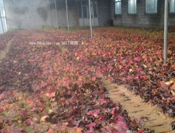 ɽ�|�����t������ľ�����޼�Ҫ�c(di��n)